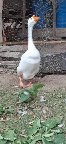 Ganso sinaleiro branco