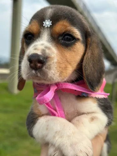 beagles tricolor femêa