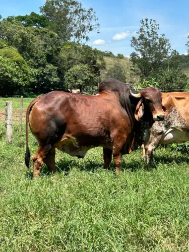 Touro Gir Leiteiro PO de FIV, registrado livro fechado
