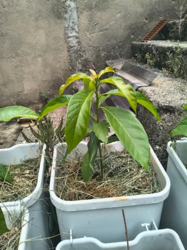 Muda de abacate - aprox. 50 cm