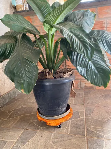 Suporte para botijão de gás e plantas