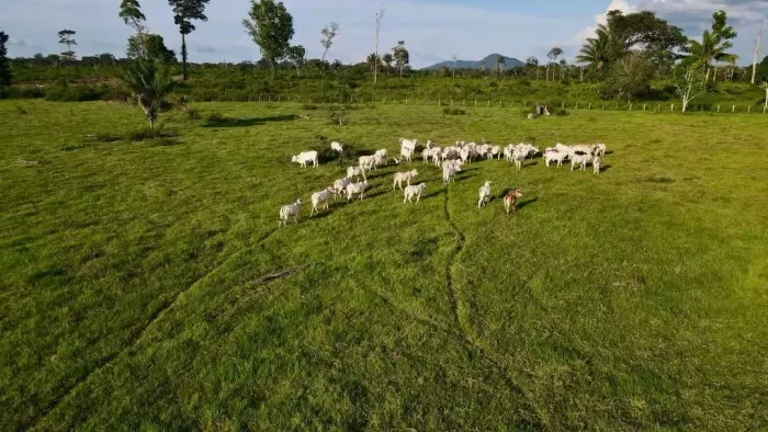 FAZENDA À VENDA | APIAÚ - RR | 224 HECTARES