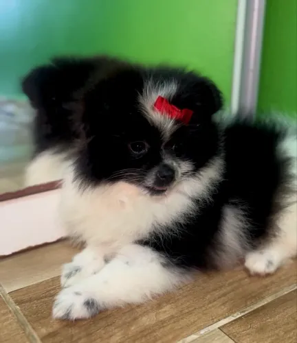 VENDA LULU DA POMERANIA SPITZ ALEMÃO FÊMEA