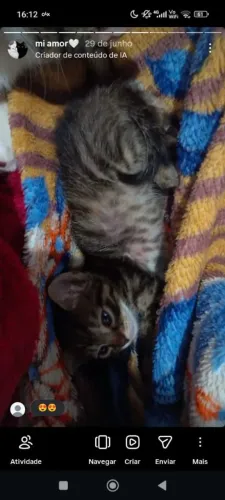 Gata filhote fêmea pra adoção 