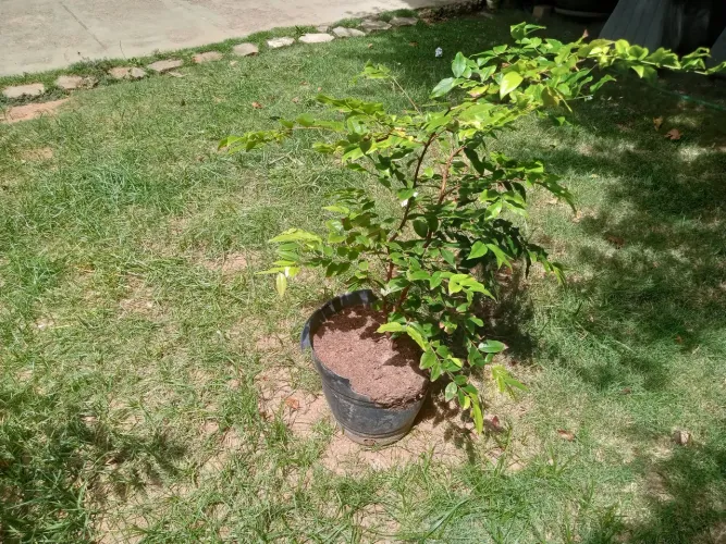 Vendo muda de jaboticaba Híbrida