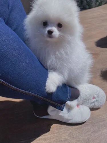 Spitz alemão Um cãozinho para acompanhar novos momentos