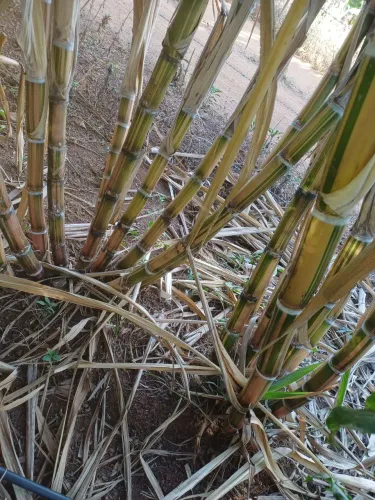 Vendo cana caiana