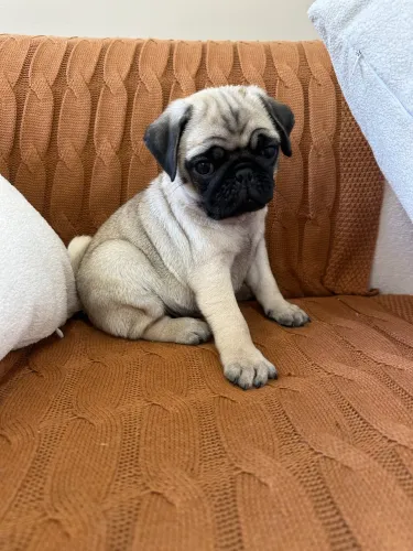 Pug Macho com Pedigree