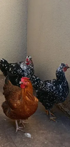 Duas frangas GSB