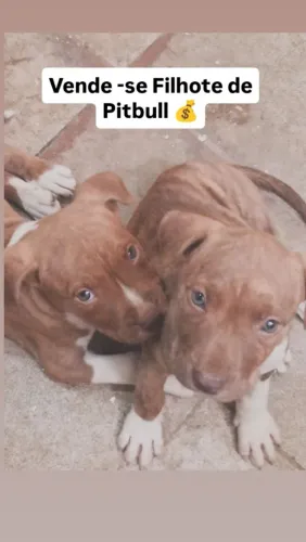 Filhote de Pit bull