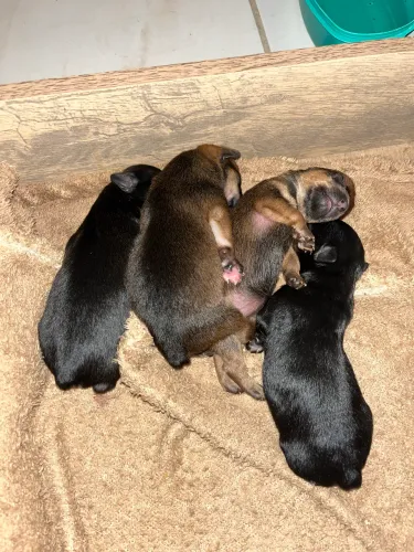 Pinscher