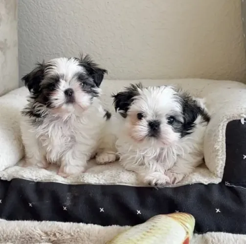 Filhotes de Shih Tzu | Fofura que não passa despercebida!