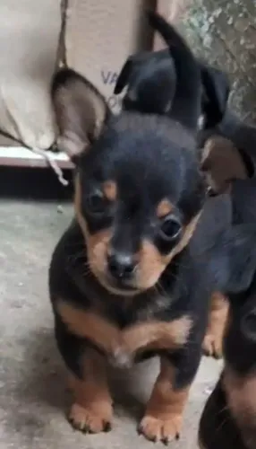 Vendo pincher Machinho