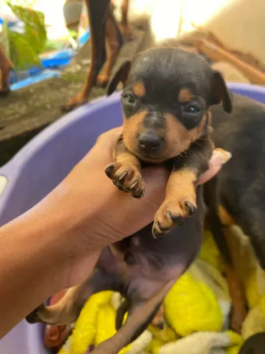 Cachorro Pinscher 0