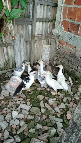 Patos
