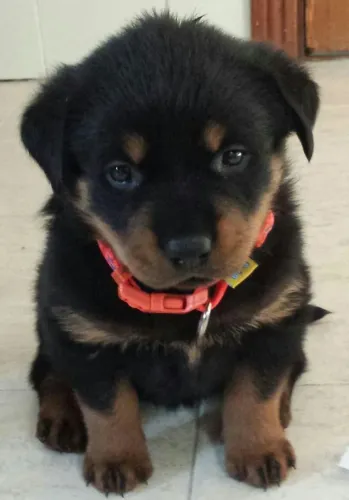 Rottweiler Um filhote que representa o melhor da raça