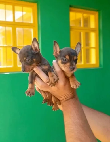 Pinscher 
