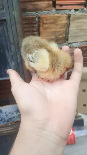 Pintinhos Brahma 