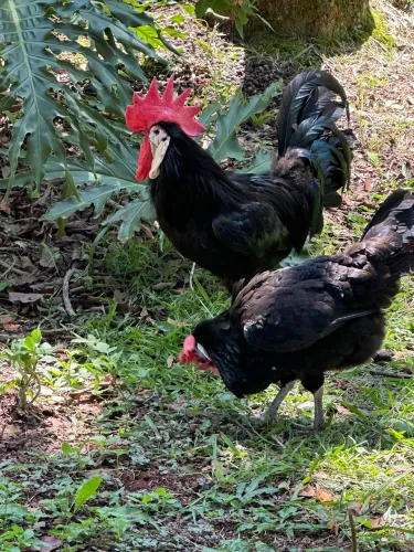 Lote Galinhas cara de palhaço