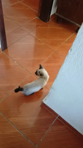 Doação de gato siamês macho