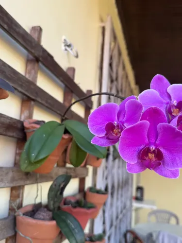 Vendo planta Orquídea