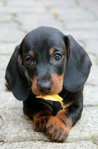 Dachshund Mini fêmea