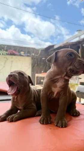 Pit Monster( Pitbull ) 