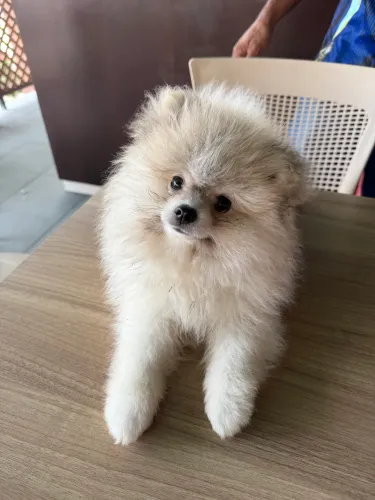 Vende-se Lulu da Pomerânia