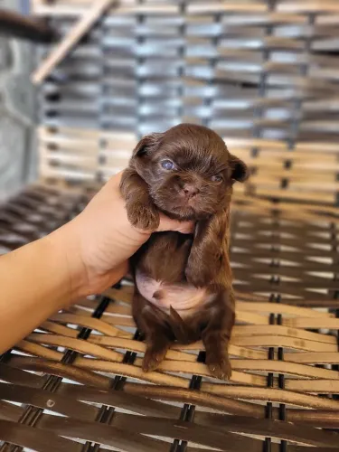 Shihtzu chocolate sólido