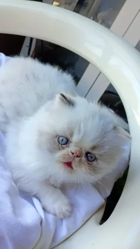 Filhote fêmea de gato persa himalaio