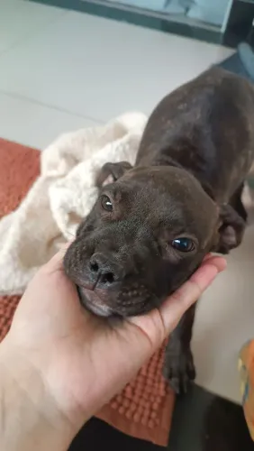 Filhote Pitbull