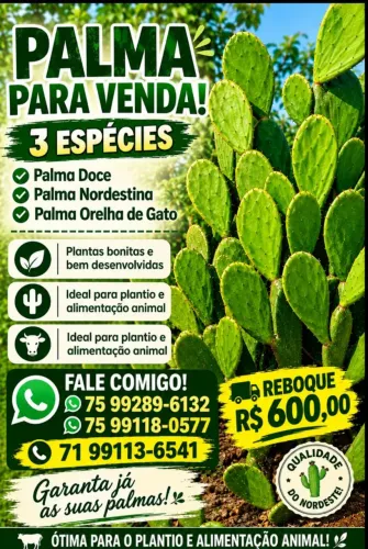 vendo palma