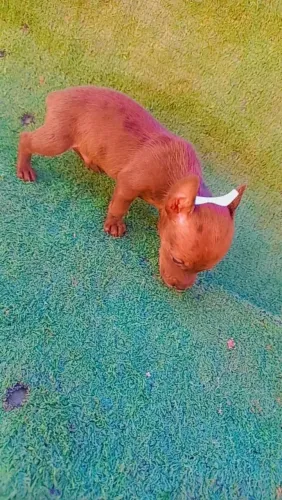 Filhote de miniatura pinscher para venda