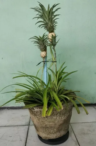 Planta
