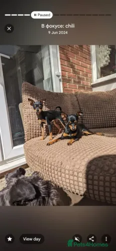 Filhotes Pinscher/ Pincher saudável, dócil e bem brincalhão
