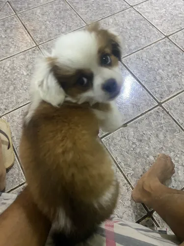 Vendo filhote de alhada