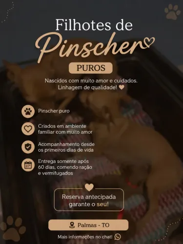 Vendo Pinscher 1