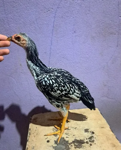 Galinha moura