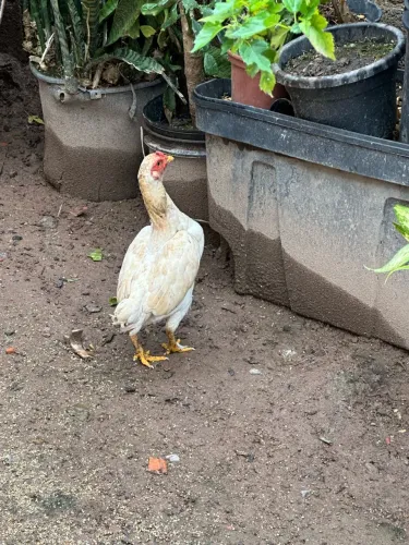 Galinha Mini ko chamas