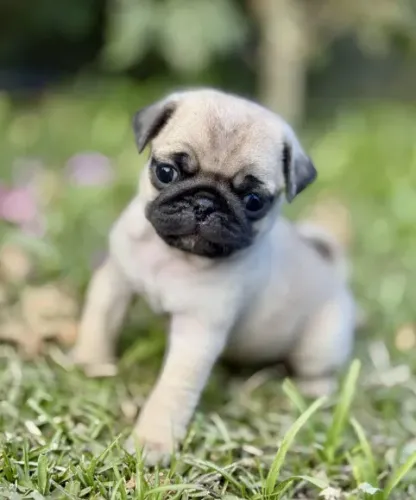 Pug Macho e Fêmea! Abricot e Preto. Pais com pedigree, chama no whats