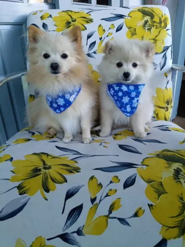 Spitz Alemão 