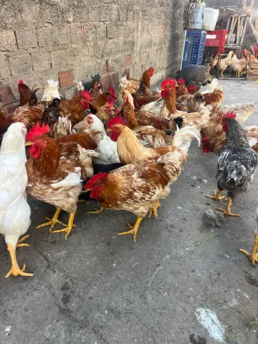 Vendo Galos e Galinhas caipira 