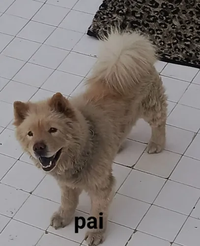 Doando Chow chow