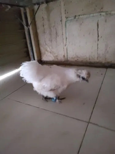 Galinha Sedosa Branca