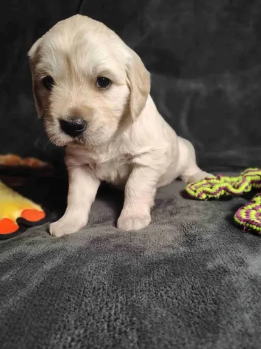 Filhotes de Labrador | Amor em estado puro.