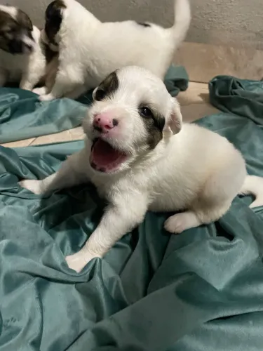 Border Collie 