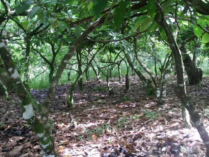 Fazenda Santa Lucinda 
