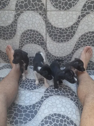 Filhotes Pequeno Porte Raciados - Adoção Não Vacinados