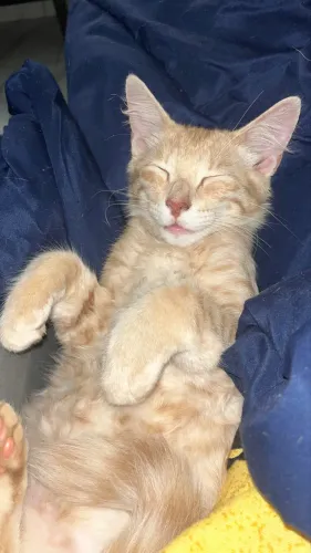 Gato 