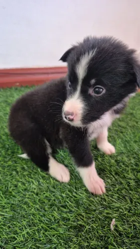 Border collie fêmea